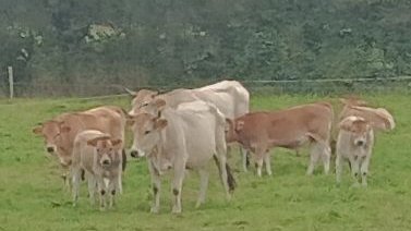 vaches nantaises dans un pré