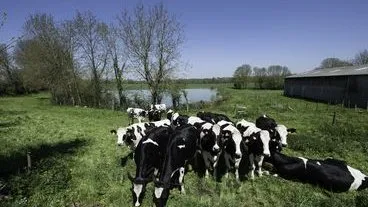 Des vaches de races montbéliarde et Prim'Holstein dans le bocage vendéen : pâture devant un plan d'eau bordé d'arbres, à droite aperçu d'un hangar agricole