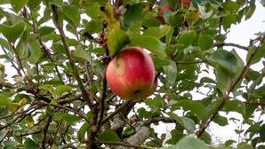 pomme sur une branche de pommier