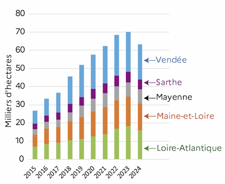 Le graphique 4 d&eacute;crit les surfaces cultiv&eacute;es en agriculture biologique pour l'ensemble des COP des Pays de la Loire de 2015 &agrave; 2024. L'accroissement continuel depuis 2015 des surfaces s'infl&eacute;chit en 2024.