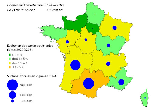 La carte 1 affiche, pour les diff&eacute;rentes r&eacute;gions de la France m&eacute;troplitaine, les surfaces viticoles en place fin 2024 et les &eacute;volutions observ&eacute;es entre 2020 et 2024. Deux r&eacute;gions d&eacute;tiennent plus de 230 000 ha de vignes chacune (Occitanie et Nouvelle-Aquitaine). Des vignobles de taille tr&egrave;s limit&eacute;e se mettent en place en Ile-de-France, Normandie et Bretagne. A l'exception des r&eacute;gions Provence-Alpes-C&ocirc;te d'Azur, Bourgogne-France-Comt&eacute;, Corse et Hauts-de-France, les principales r&eacute;gions viticoles, dont les Pays de la Loire, connaissent une &eacute;rosion plus ou moins prononc&eacute;e de leurs vignobles. Le vignoble m&eacute;tropolitain dans son ensemble r&eacute;gresse de 3 % entre 2020 et 2024 (- 24 000 ha) alors que les surfaces viticoles des Pays de la Loire (pr&egrave;s de 31 000 ha en 2024) s'&eacute;rodent de 4,7 % pendant la m&ecirc;me p&eacute;riode. La source de donn&eacute;es utilis&eacute;e est la SAA (Agreste - statistique agricole annuelle).