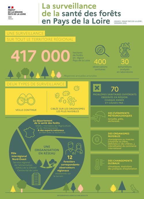 Une surveillance sur tout le territoire r&eacute;gional : 417000 hectares, 400 observations sanitaires, 30 &eacute;chantillons analys&eacute;s en laboratoire. Deux types de surveillance : une veille continue, une surveillance cibl&eacute;e sur les organismes les plus nuisibles. 70 probl&egrave;mes sanitaires diff&eacute;rents observ&eacute;s en r&eacute;gion chaque ann&eacute;e et caus&eacute;s par : des &eacute;v&egrave;nements m&eacute;t&eacute;orologiques (temp&ecirc;te, gr&ecirc;le, s&eacute;cheresse&hellip;), des organismes nuisibles, champignons ou insectes (chalarose du fr&ecirc;ne, d&eacute;foliateurs des ch&ecirc;nes&hellip;), l'intensification du commerce international, des changements globaux (climatiques, &eacute;volutions des pratiques d'exploitation). Une organisation en r&eacute;seau : 1 le d&eacute;partement de la sant&eacute; des for&ecirc;ts (direction g&eacute;n&eacute;rale de l'alimentation du minist&egrave;re charg&eacute; de l'agriculture et des experts nationaux en lien avec la recherche), 2 le p&ocirc;le interr&eacute;gional Nord-Ouest (Service r&eacute;gional de l'alimentation de la DRAAF Centre-Val de Loire), 3, 12 forestiers correspondants observateurs r&eacute;gionaux missionn&eacute;s sur le terrain. Sources : DRAAF Pays de la Loire, donn&eacute;es 2025. Edition mai 2026