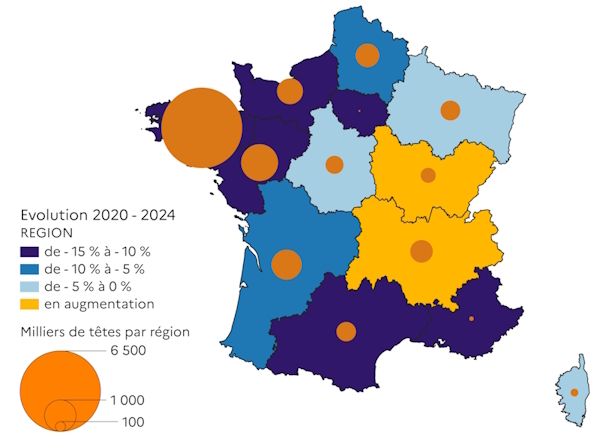 La carte 1 décrit le cheptel porcin en nombre de têtes et son évolution entre 2020 et 2024 selon les régions françaises. La répartition par région en 2024 met en évidence la région Bretagne qui compte 55% du cheptel et les Pays de la Loire 11%. Globalement, le cheptel a perdu 11% de son effectif notamment dans les régions fortement productrices.