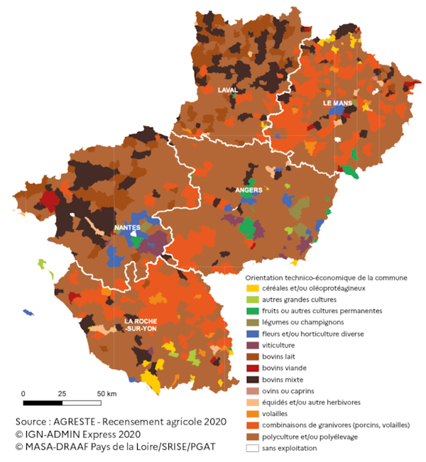 Cette carte montre la diversit&eacute; agricole des Pays de la Loire. L'&eacute;levage bovin ressort principalement en Mayenne et au nord de la Loire-Atlantique. L'aviculture et la production porcine sont bien implant&eacute;s en Sarthe, au nord de la Vend&eacute;e et au sud-ouest du Maine-et-Loire. La polyculture et/ou le poly&eacute;levage sont visibles dans l'ensemble de la r&eacute;gion. Les grandes cultures (c&eacute;r&eacute;ales/ol&eacute;oprot&eacute;agineux) dominent au nord de la Sarthe et au sud de la Vend&eacute;e. La viticulture se remarque au sud d'Angers, de Saumur et au sud-est de Nantes. L'arboriculture (fruits) et l'horticulture (fleurs) sont pr&eacute;sentes en p&eacute;riph&eacute;rie urbaine autour d'Angers et de Nantes (et du Mans pour l'horticulture). Le mara&icirc;chage (sp&eacute;cialisation l&eacute;gumi&egrave;re) est pr&eacute;sent autour de Nantes et &agrave; l'est du Maine-et-Loire. 