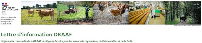 bandeau de l'infolettre DRAAF; de gauche à droite : logo préfet de région, vaches en pâture, tracteur dans un pré, poules en plain air, ligne de production de biscuits, promeneurs en forêt