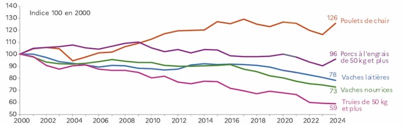 Les donn&eacute;es sur l'&eacute;volution des cheptels montrent une forte baisse des cheptels de bovins et de truies, contre une croissance des poulets de chair. Entre 2000 et 2024, les cheptels bovins sont en nette diminution : les vaches laiti&egrave;res passent de l'indice 100 &agrave; 78, et les vaches nourrices de 100 &agrave; 73 (soit respectivement une r&eacute;duction de 22&nbsp;% et 27&nbsp;%). Le cheptel porcin recule &eacute;galement, avec une baisse pour les porcs &agrave; l'engrais (de 100 &agrave; 96) et une chute marqu&eacute;e pour les truies (de 100 &agrave; 59, soit une r&eacute;duction de 41&nbsp;%). &Agrave; l'inverse, le cheptel de poulets de chair progresse fortement sur la p&eacute;riode, passant de l'indice 100 &agrave; 126 (soit une progression de 26&nbsp;%), refl&eacute;tant l'essor de la consommation de volaille.
