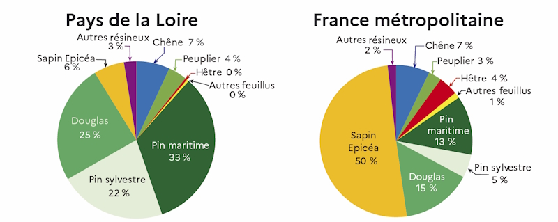 Le graphique d&eacute;crit la proportion des essences sci&eacute;es en 2023 en France et dans les Pays de la Loire. Les arbres r&eacute;sineux repr&eacute;sentent pr&egrave;s de 88 % des essences sci&eacute;es dans les Pays de la Loire : on retrouve en majorit&eacute; des pins maritimes, des douglas et des pins sylvestres. 