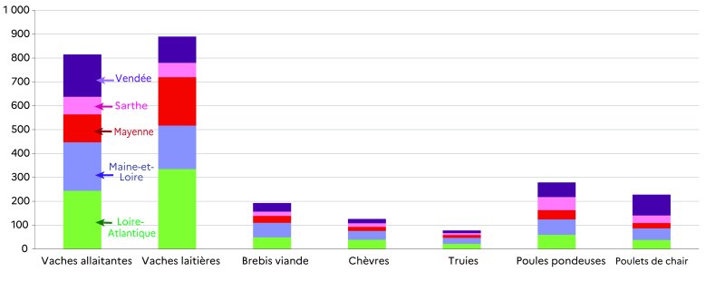 Ce graphique représente la répartition des éleveurs bio par type de production animale et par département en 2023. Les vaches laitières et allaitantes sont les productions les plus représentées, avec 890 et 815 éleveurs. La Loire-Atlantique et le Maine-et-Loire sont les départements avec le plus grand nombre d'éleveurs bio dans la plupart des productions animales. La Sarthe se distingue par un faible nombre d'éleveurs dans la plupart des productions. Pour les vaches laitières et les vaches allaitantes, la Loire-Atlantique est en tête avec 335 et 244 éleveurs. Pour les poules pondeuses, le nombre total d'éleveurs est de 279. Pour les poulets de chair (228 éleveurs), la Vendée se démarque avec 87 éleveurs. Les élevages de brebis viande, de chèvres et de truies bio sont moins représentés, avec respectivement 193, 126 et 78 éleveurs.